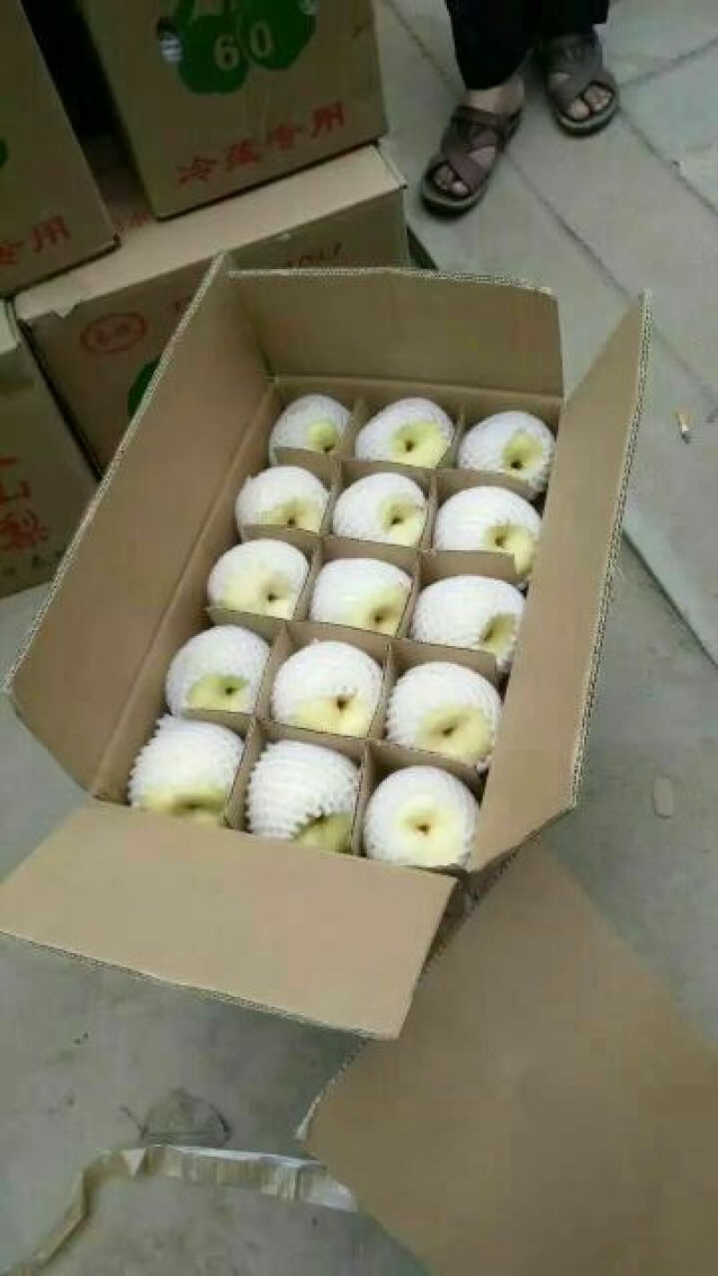 贡梨纸袋酥梨需要的联系，个头均匀，口感好抓紧时间联系