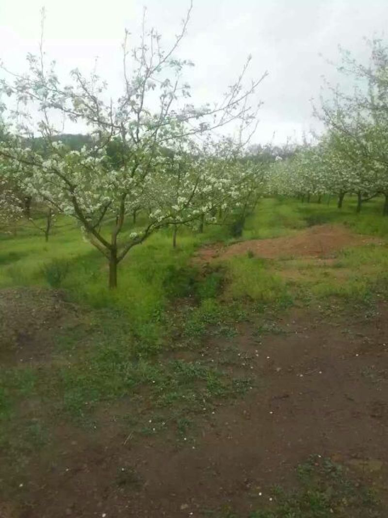 苹果梨350~400g光果