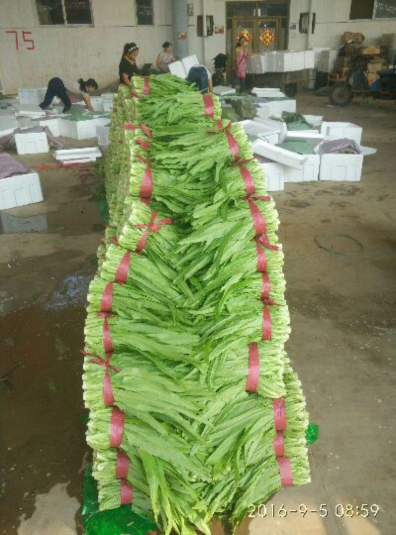 油麦菜20~25厘米以上，一年四季，大量供应
