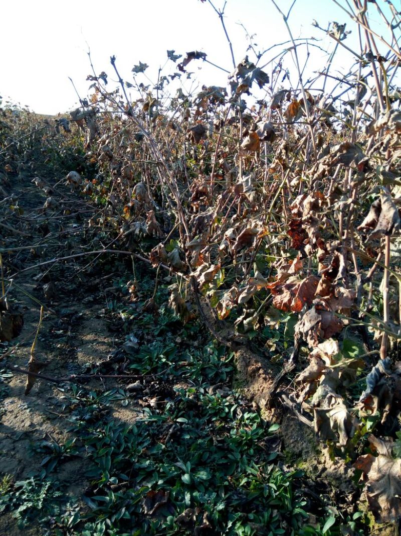 巨峰葡萄苗3年80~110cm