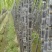 甘蔗果蔗5~6cm2~2.5米