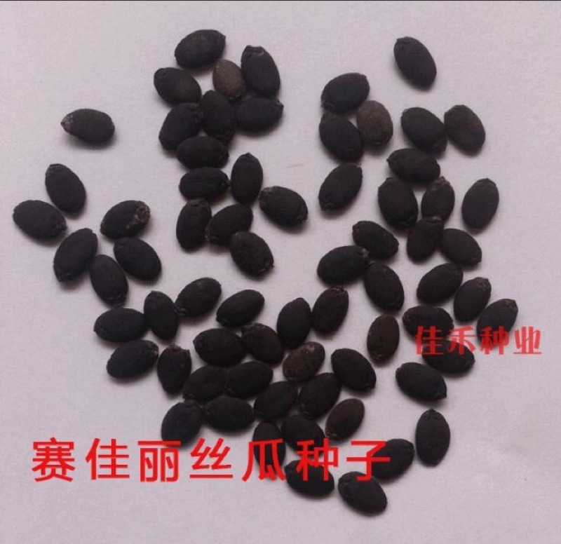 无蔓金丝瓜种子
