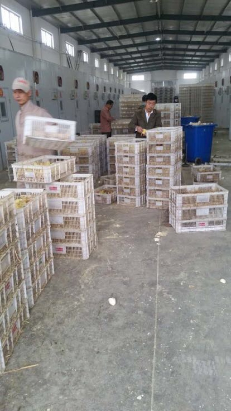 皖西白鹅鹅苗