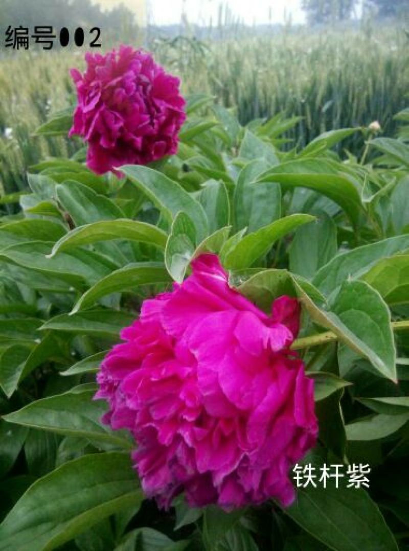 芍药2cm以下0.5米以下