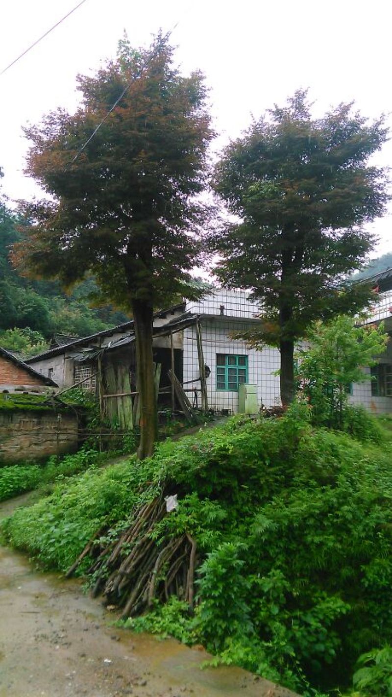 红枫古桩35cm以上