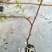 蓝莓苗50~80cm2年以上