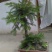 小叶榆树20cm以上16~18cm0.5~1m