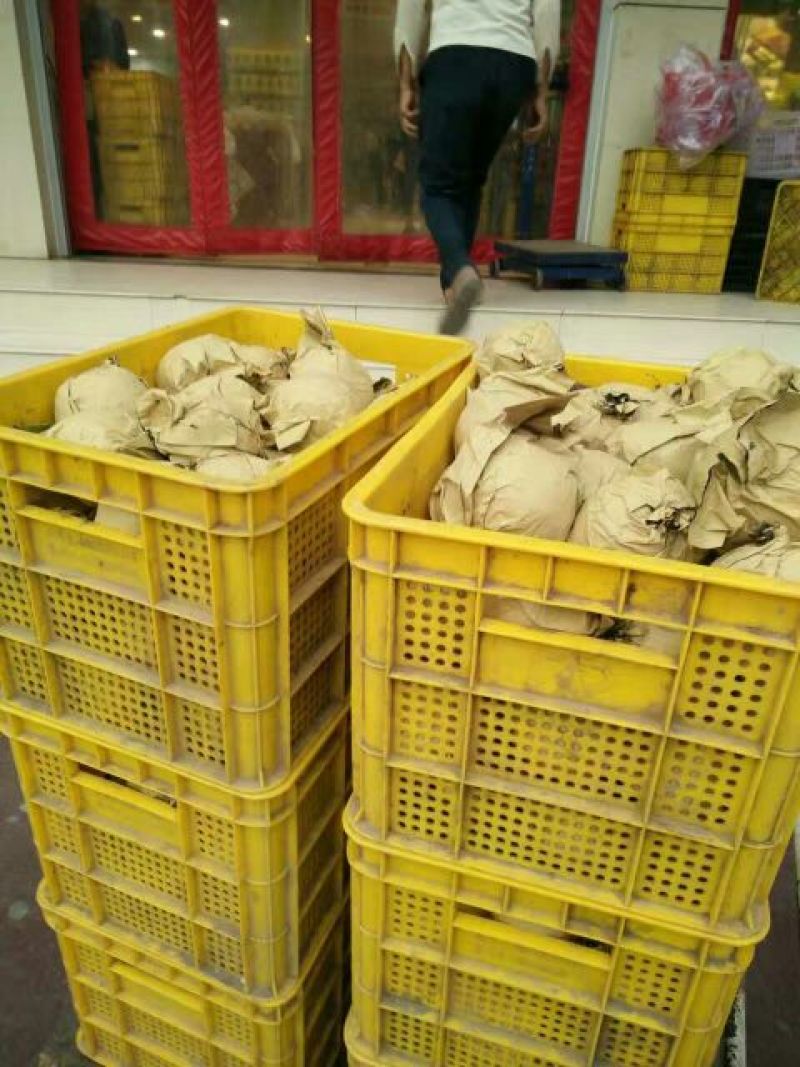 晚秋黄梨500~550g纸袋