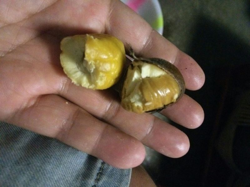 野生板栗炒栗种中栗