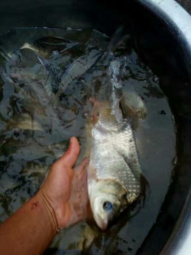 池鲤鱼食用1~2公斤