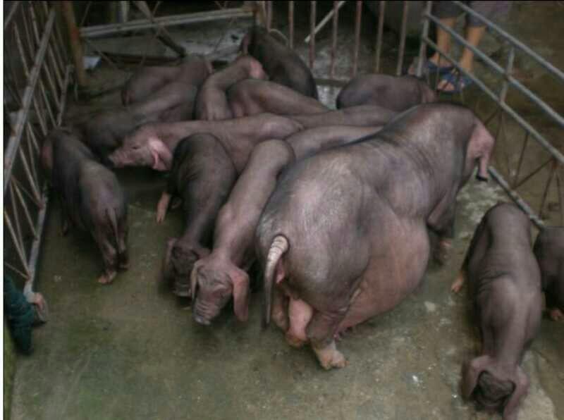 黑土仔猪散养猪，肉质好，好饲养，抗病毒能力好