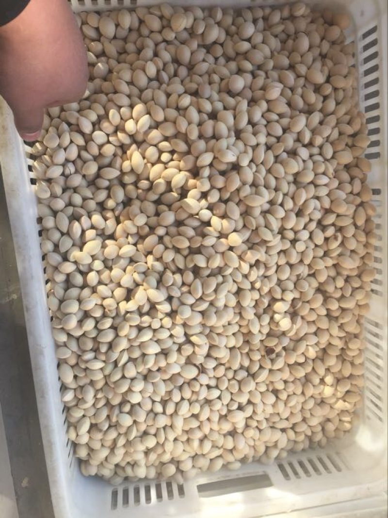 银杏果货量大零售批发质量保障一手货源诚信经营等您来电