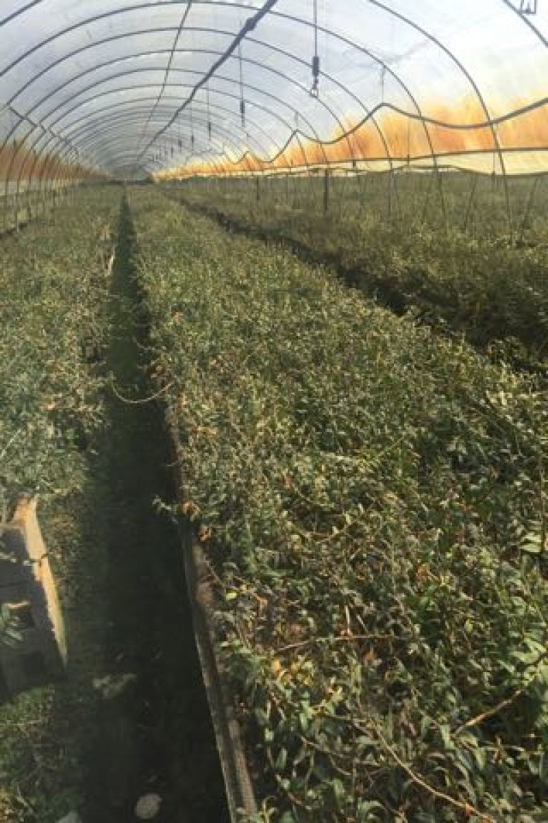 铁皮石斛盆花