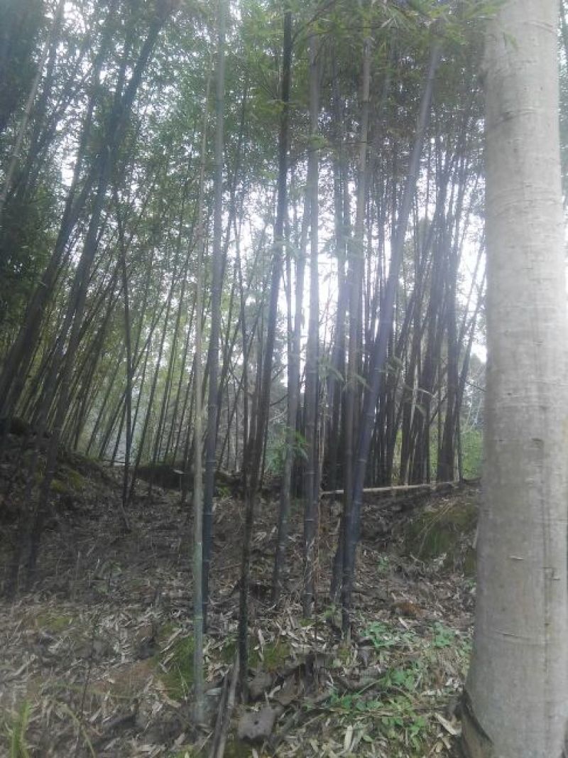 紫竹2~3m