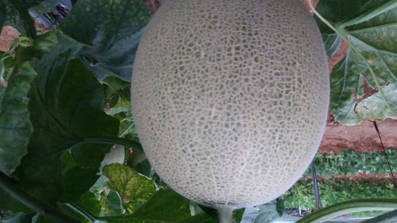 网纹瓜5斤以上椭圆形