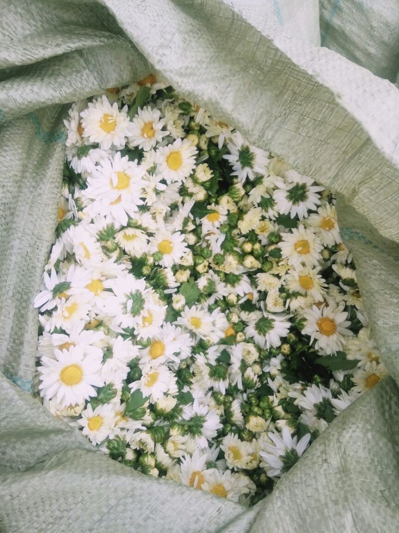 菊花茶