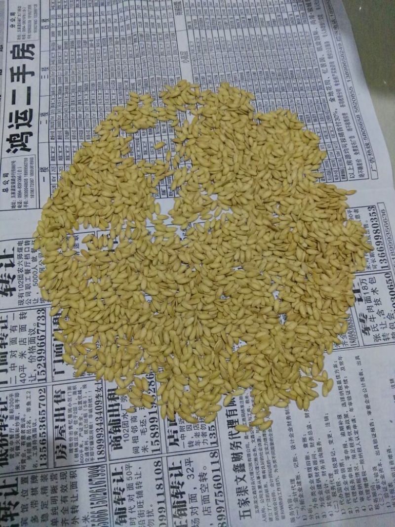 哈密瓜1斤以上椭圆形