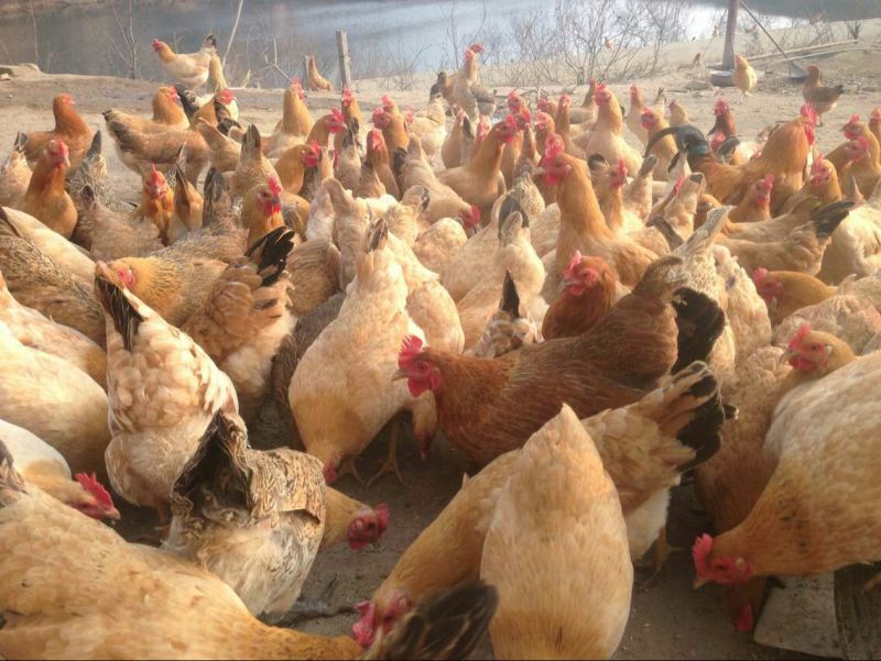 漂亮土公鸡苗出壳苗35~45克全公苗雄