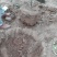葡萄树30~50cm