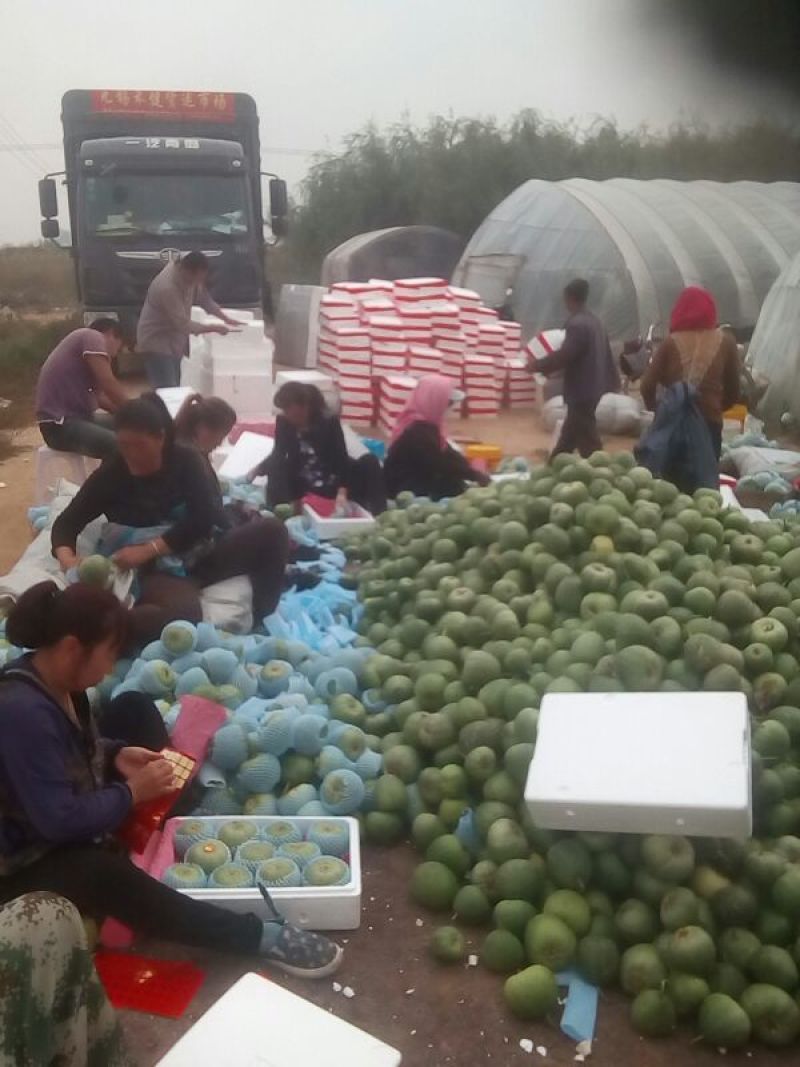 北镇绿宝甜瓜（温室量大供应）原产直发全国发货！支持视频