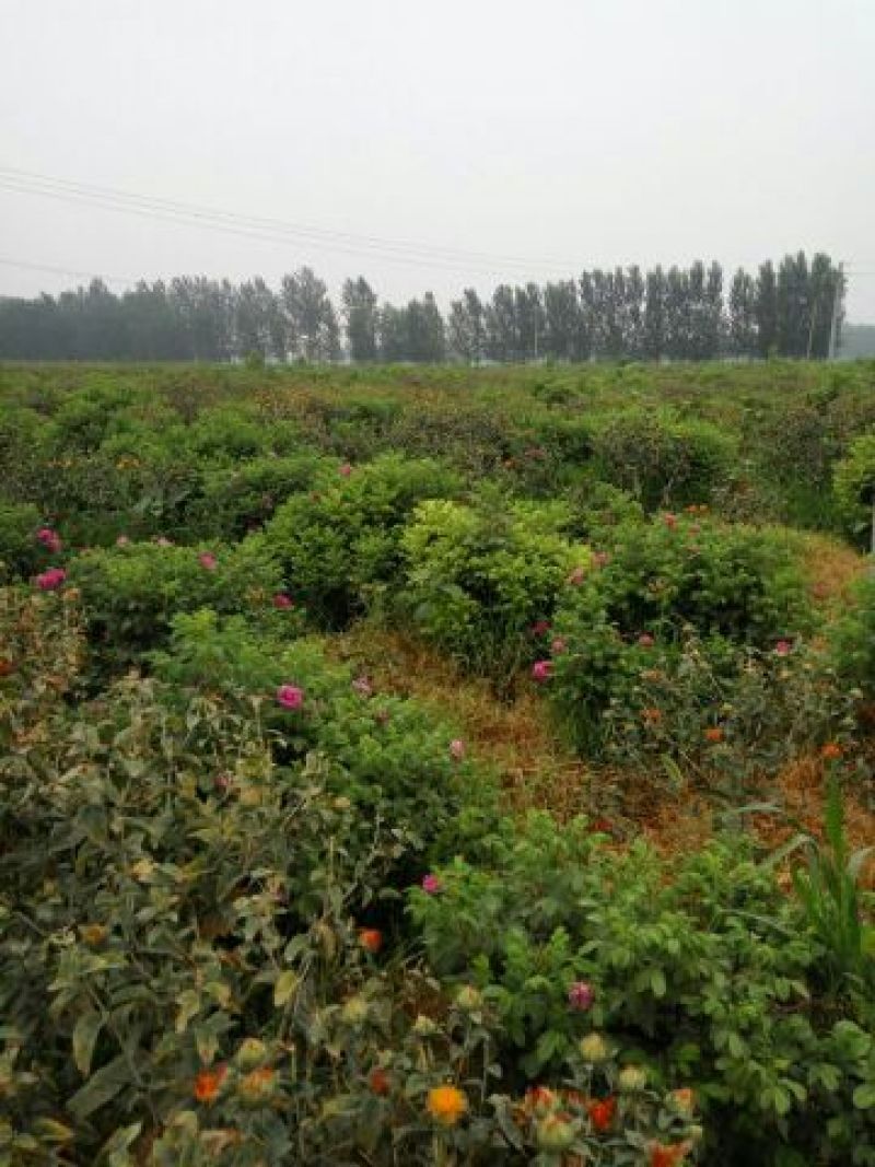 玫瑰花茶