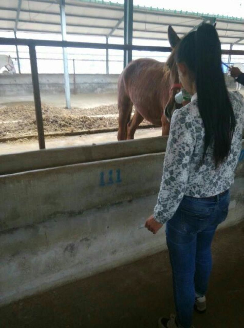 矮马100~200kg