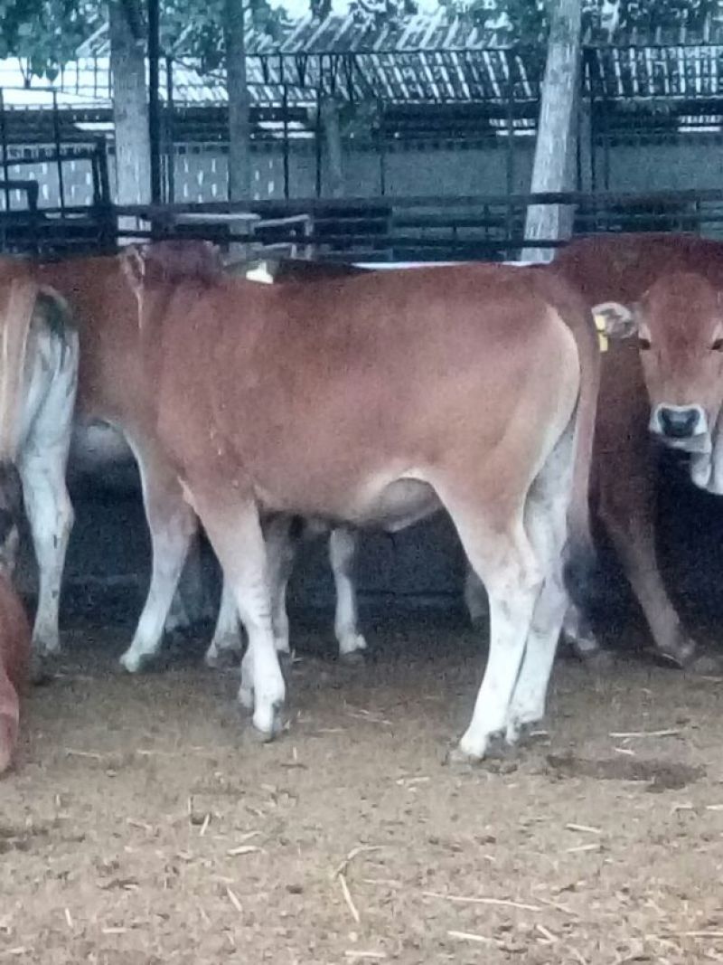 鲁西黄牛100~200kg