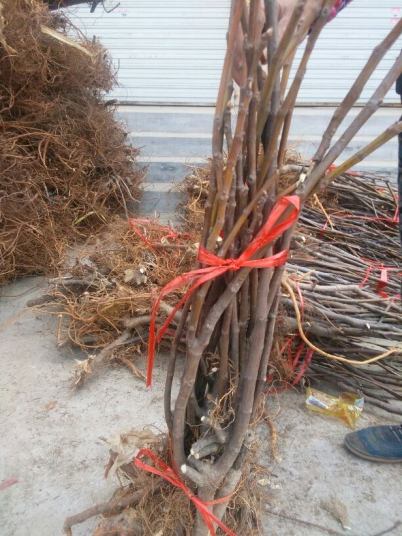 无花果苗80cm以上，1-3年无花果树苗。