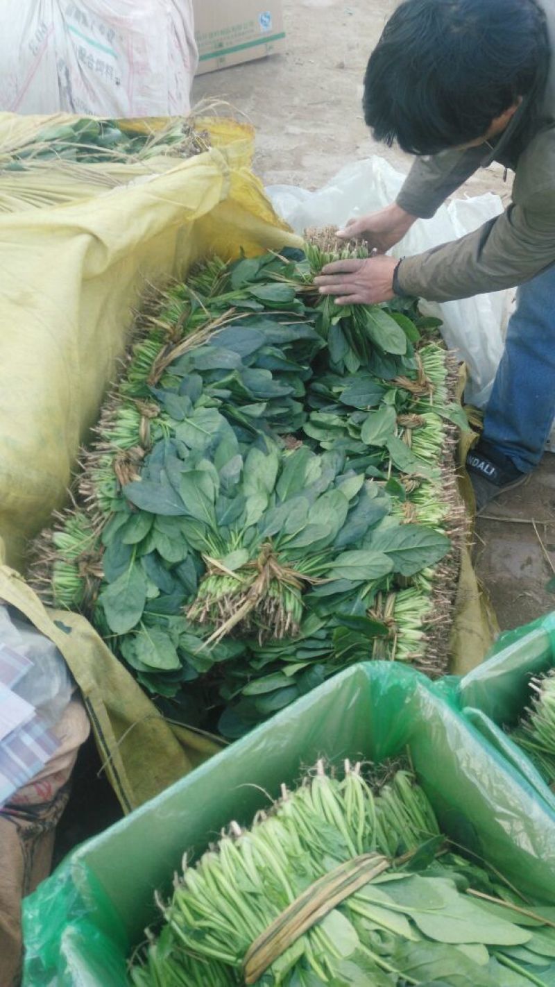 越冬菠菜25~30厘米
