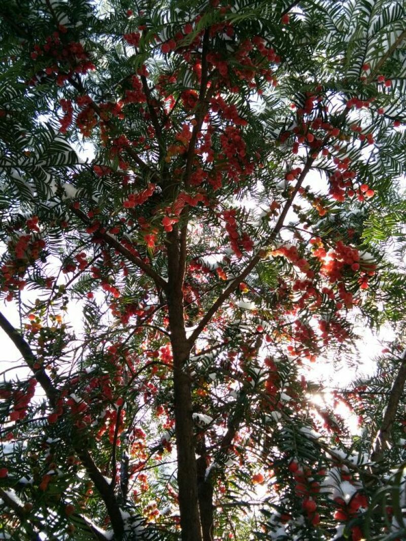 红豆杉，结果红豆杉景观树，地径八公分红豆杉树苗