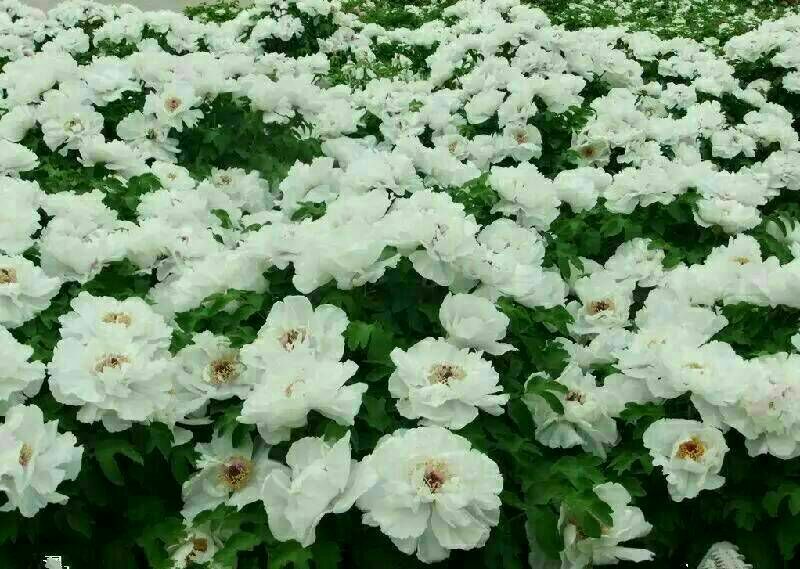 油牡丹苗10cm以下1-5年苗
