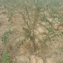 连翘树0.5~3cm100~150cm