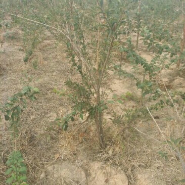 连翘树0.5~3cm100~150cm