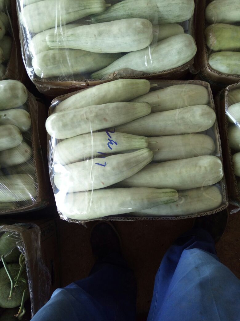 翠蜜宝甜瓜河北沧州市青县_批发_供应-一亩田