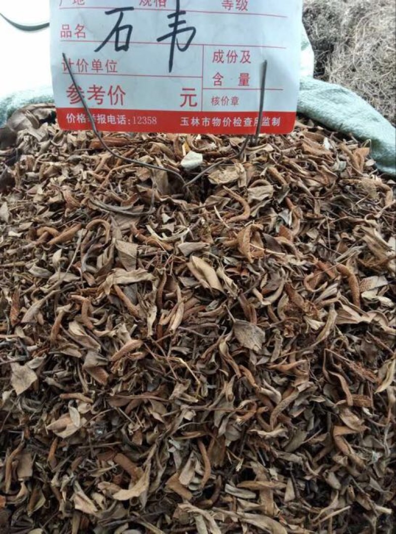 石韦小叶全草
