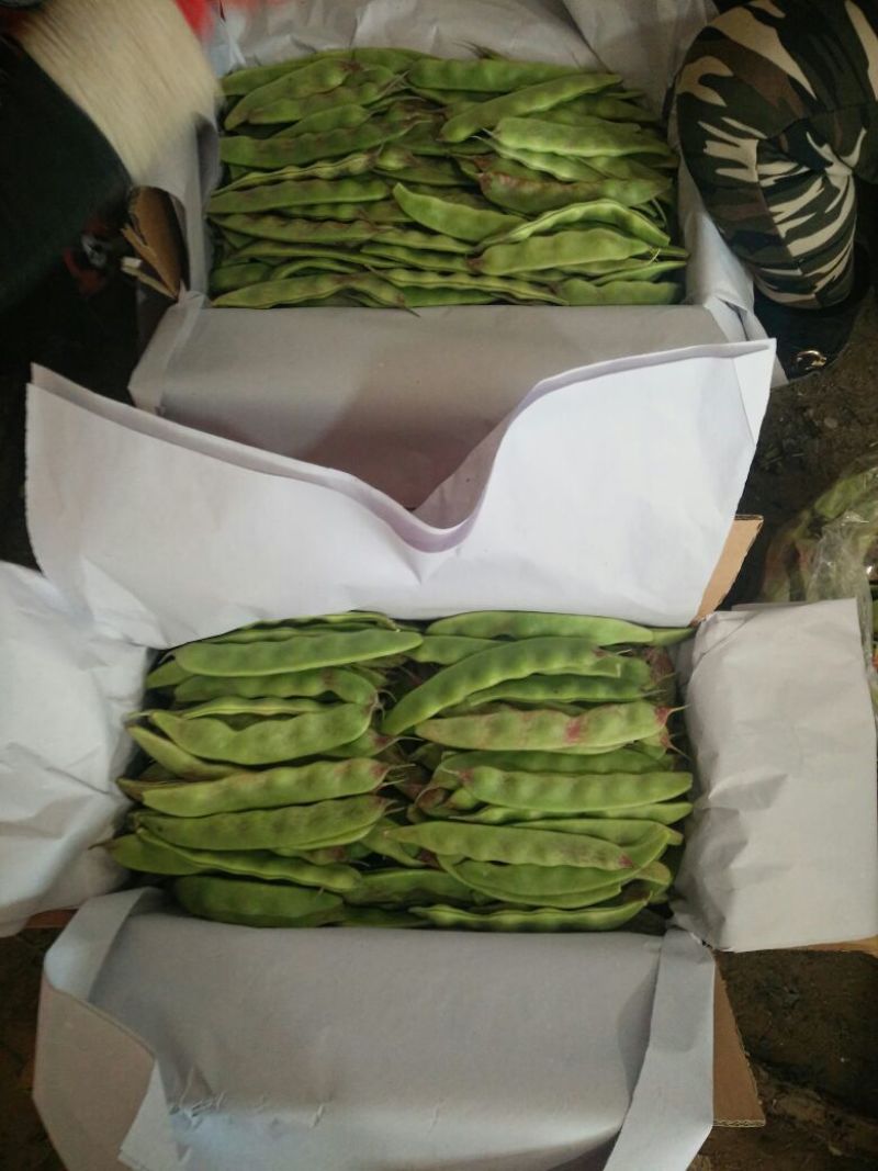 油豆角15厘米以上