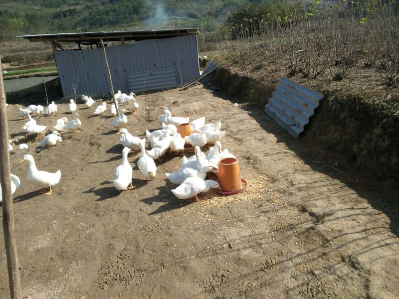鸭肉