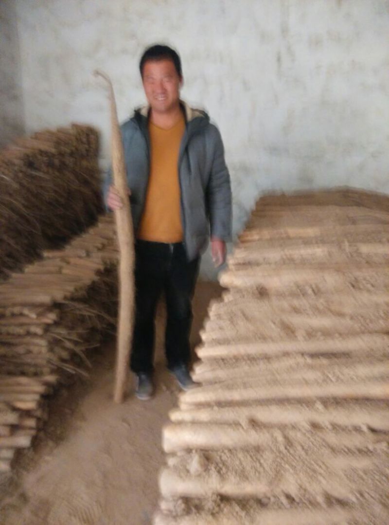 九斤黄山药3~4厘米