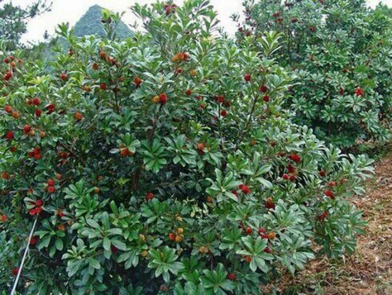 东魁杨梅苗30~50cm