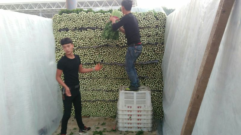 精品优质芹菜，杆黄叶绿，色泽鲜亮，种类，分中棵，小棵！