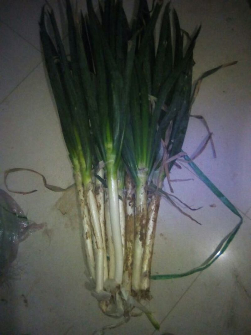 铁杆大葱毛葱2cm左右