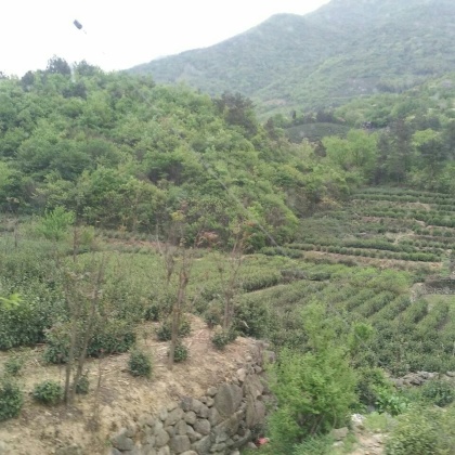 茶叶河南信阳商城县_批发_供应-一亩田农业网