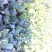 白花菜花1斤适中乳白