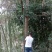 雷竹6~7m
