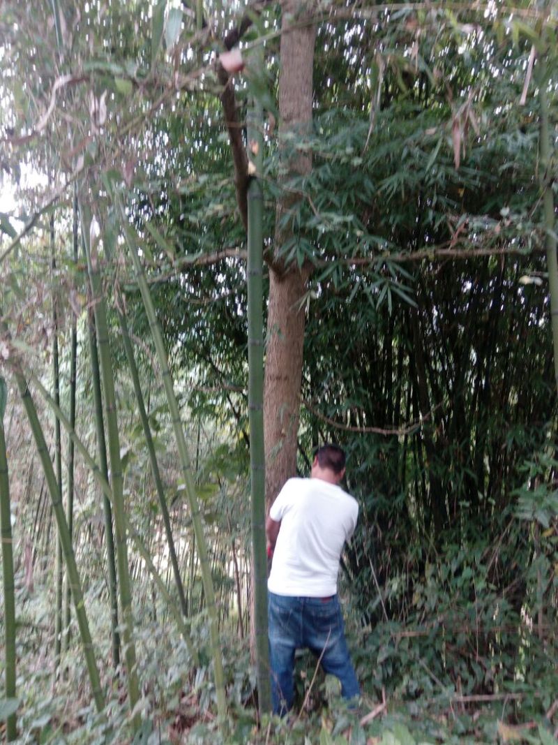 雷竹6~7m
