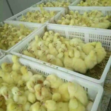狮头鹅苗250g以下