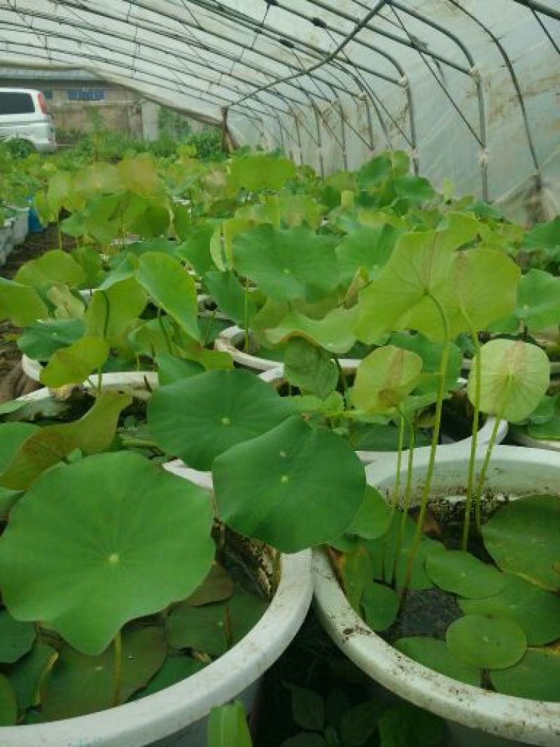 荷花60cm以上