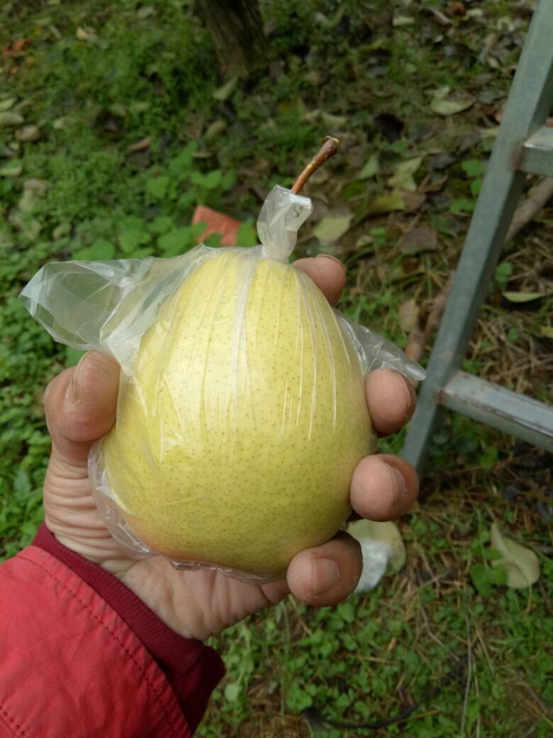 酸梨200~250g纸箱