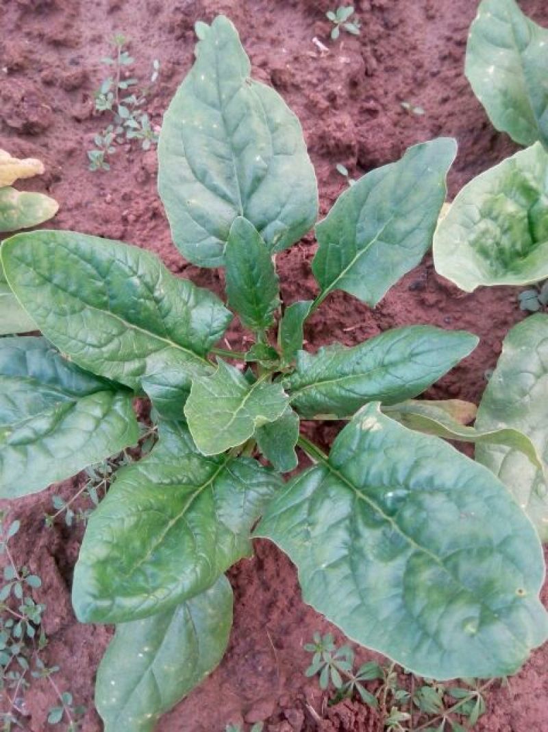 越冬菠菜10~15厘米