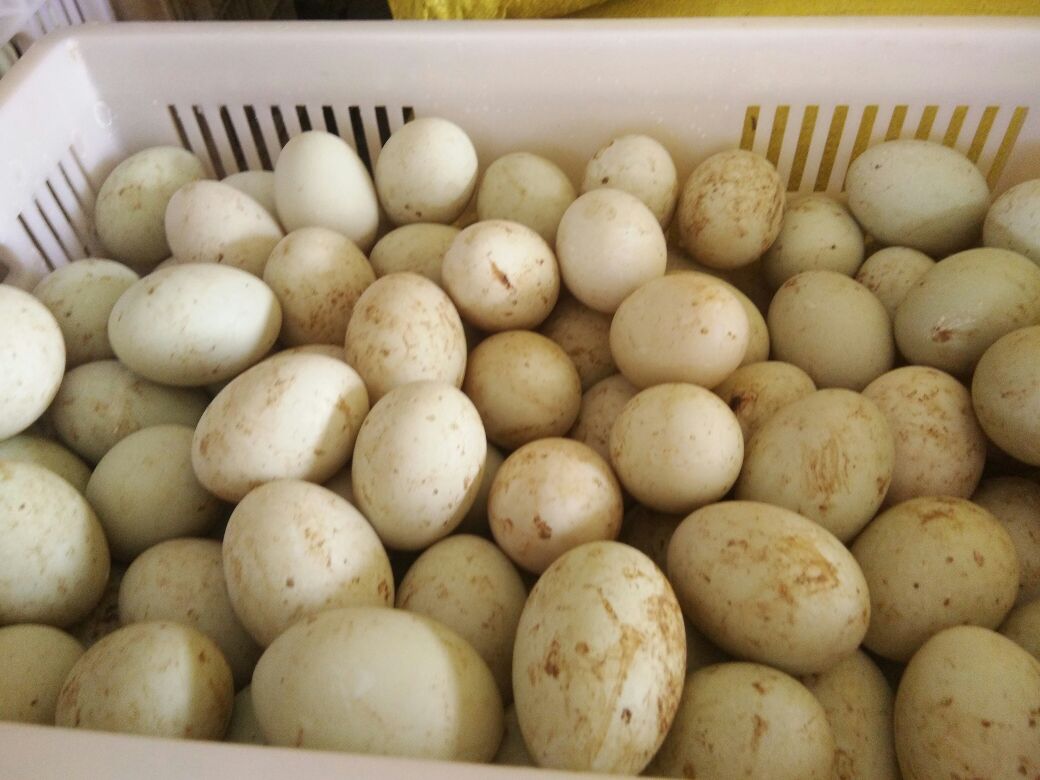梦境的奥秘，探索梦见地里打开鸡蛋鸭蛋打开种地里的深层含义